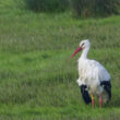 Cigogne blanche baguée